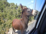 Hi friend, the donkey said